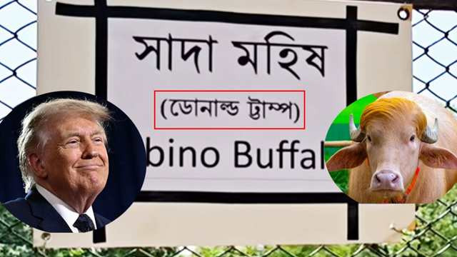 Zoo Curator Suspended After Misspelling ‘Donald Trump’ on Famous Albino Buffalo Display Board