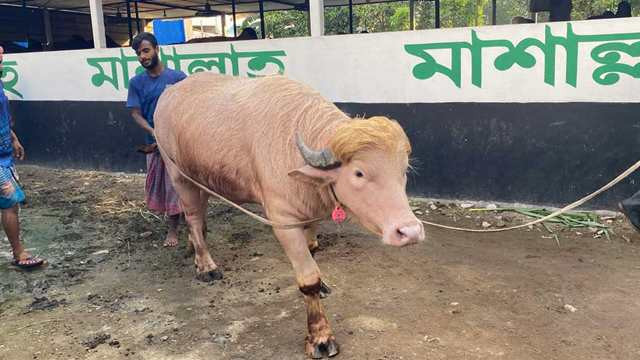 Rare Albino Buffalo ‘Donald Trump’ Spared from Eid Sacrifice Following Government Intervention