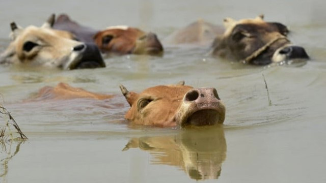 Floods Cause Nearly Tk771.5 Million in Livestock Losses Across Bangladesh's Chattogram Division