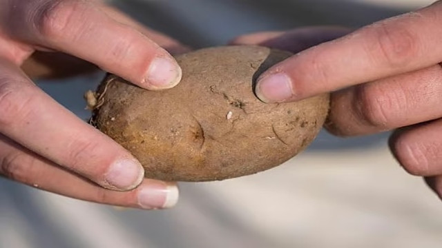 Record Heatwaves 'Cook' Crops Underground in South Korea Amid Extreme Climate Crisis