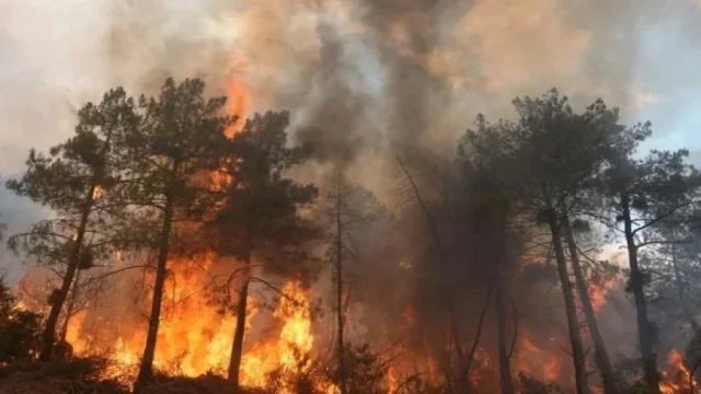 Wildfires Ease in France and Spain as New Blazes Erupt Near Portugal Border