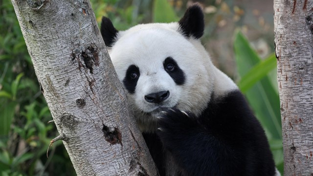 Japan Bids Emotional Farewell to Its Last Giant Pandas Amid Rising Tensions with China