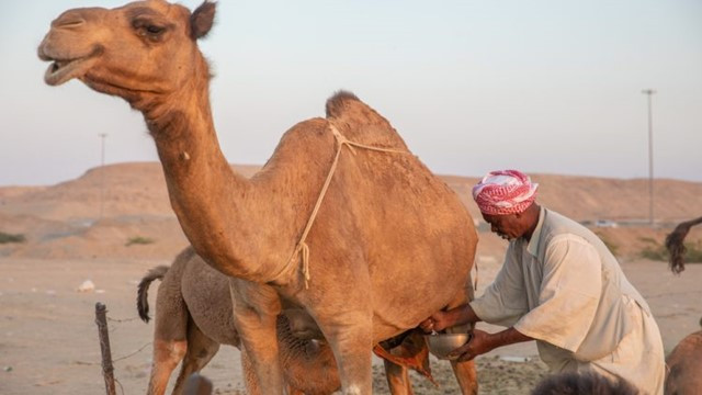 Camel Milk, the 'White Gold', is a Ray of Hope for Poor desert-dwelling Tunisians