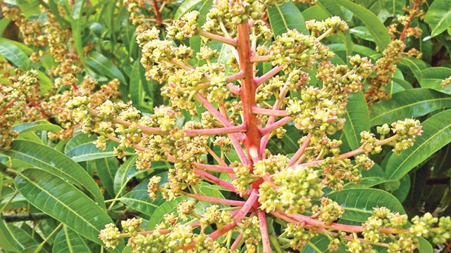 With the arrival of the first flower buds, mango growers are passing busy time in nursing trees with...