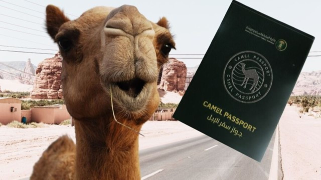 Saudi Arabia Plans to Issue ‘Passports’ for Millions of Camels