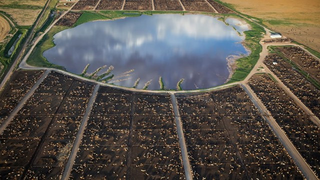 US to Resume Mexican Livestock Imports After More Than a Year Amid Parasite Control Efforts