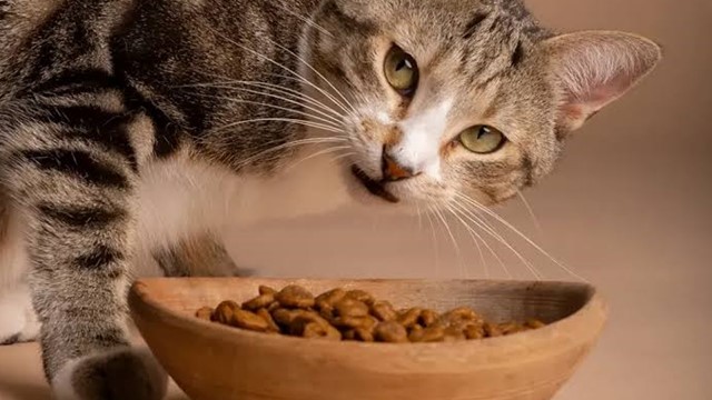 Study Finds Heavy Metals, Plastics and Herbicide Residues in Most Cat Foods Tested in U.S.