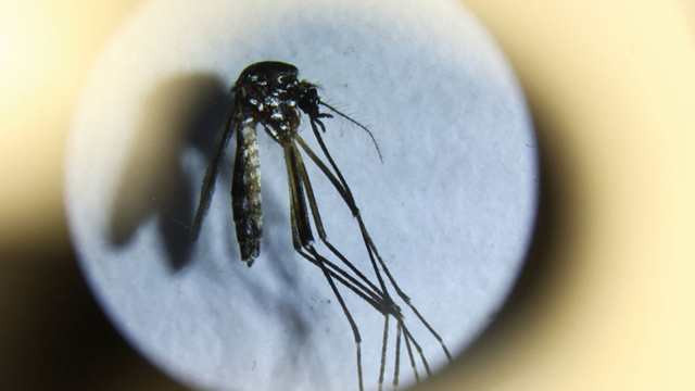 Google Seeks Approval to Release 32 Million Sterile Mosquitoes in U.S. Anti-Disease Project